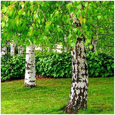 5 Silver Birch Trees in 2L Pots Cover