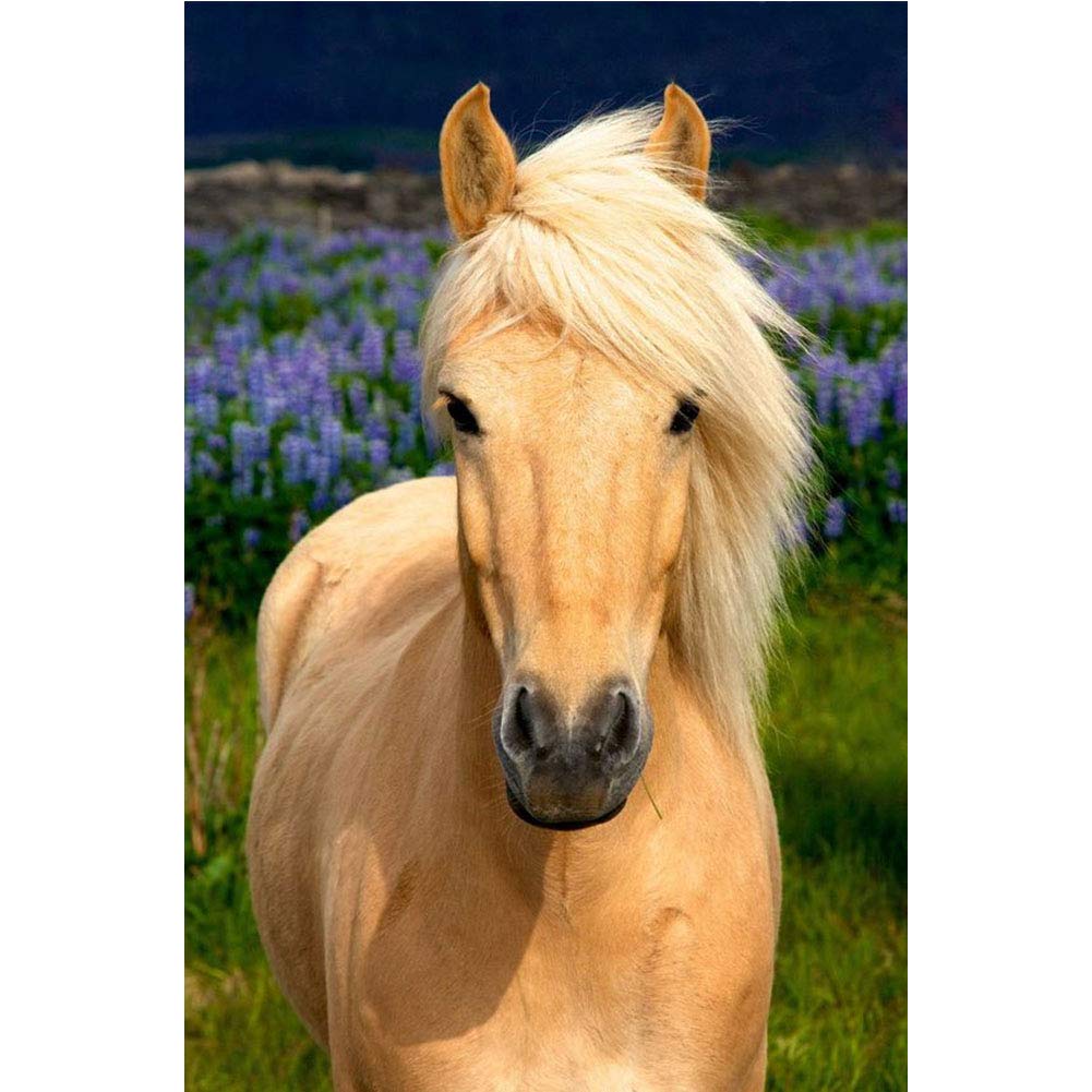 5D Diamond Painting Kits, White Horse Animals WOWDECOR Full Drill DIY Diamond Art Cross Stitch Paint by Numbers