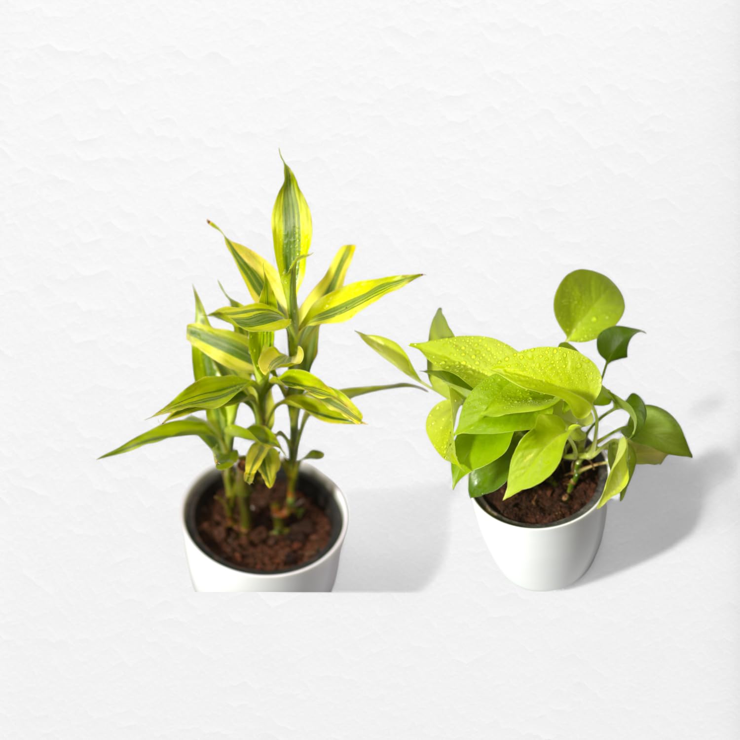 Lucky Bamboo combo with Golden Money Plants- Unleash the Positive Energy (B0DGRG9P1J) Amazon Price History, Amazon Price Tracker