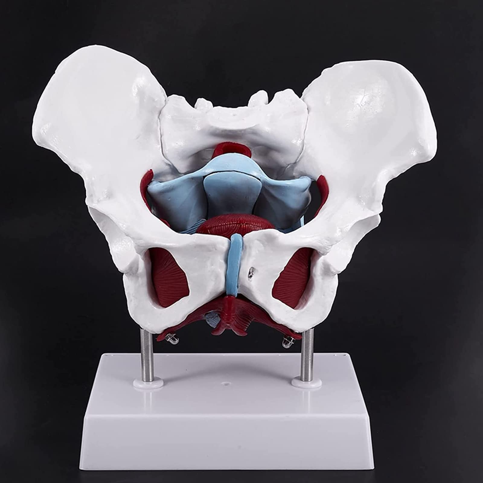 Anatomiczny Model Miednicy Żeńskiej Z Wymiennymi Narządami, Model Szkieletu Miednicy Żeńskiej Naturalnej Wielkości Do Szkolnego Wyświetlacza Medycznego