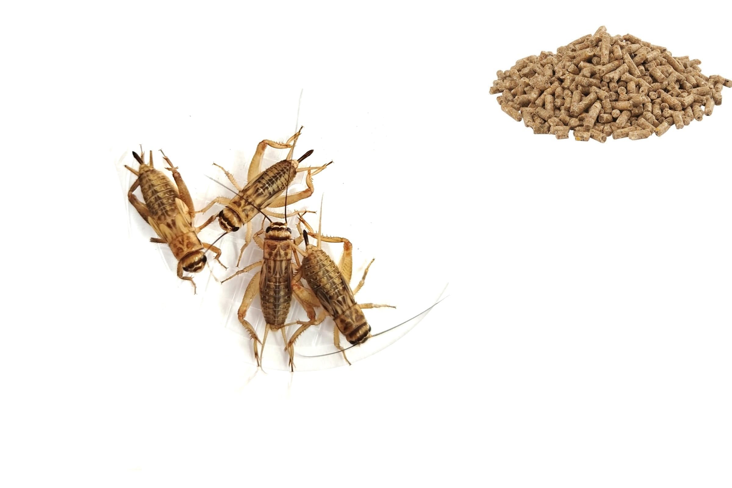MANGIME COMPLETO PER GRILLI ACHETA DOMESTICUS - 200 gr