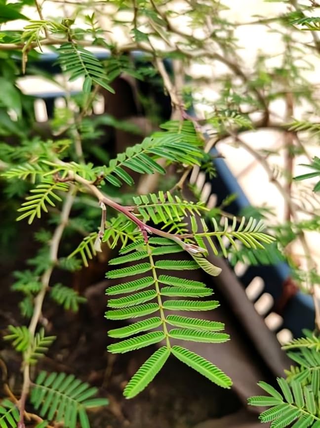 Image of Zxxyanbi Rare Live Indian Good Luck Shami (Prosopis cineraria) Flowers Plant (Height-1-2 Feet) Shami Original Hybrid Variety Lucky Plant For Home Garden Outdoor /Indoor Live Tree | Easy Care |