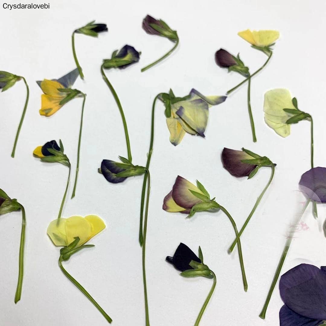 Natürliche Getrocknete Blumen Pflanzen DIY Schmuck Handwerk Hauptdekorationen,120 stücke Gepresste Getrocknete Viola Tricolor L. Blume Pflanzen Herbarium für Postkarte Lesezeichen Telefon Fall Machen