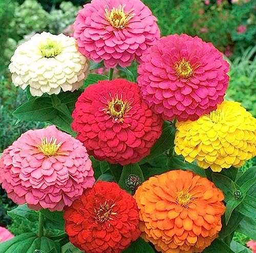 California Giant Zinnia 100+ Seeds, Beautiful Bright Crisp Colors California Giant Zinnia 100+ Seeds, Beautiful Bright Crisp Colors