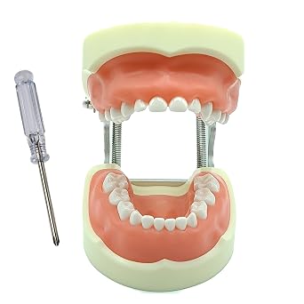 Dental Standard Child Teeth Model Typodont with Soft Gum 24 Removable Teeth for Pediatric Dentist Practice Teaching and Study