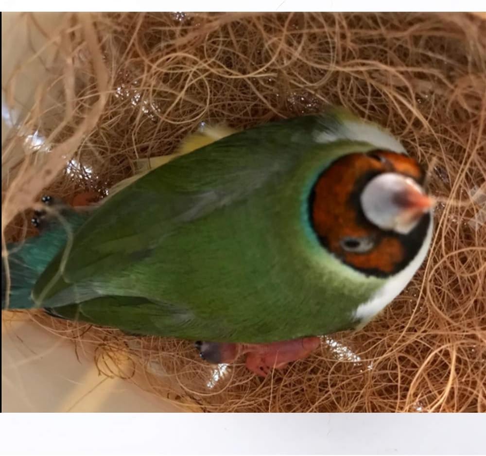 Natural Raffia Silk for Pets and Bird's Nest, Warm and Breathable Mating Grass,1.8oz/50g : Pet Supplies