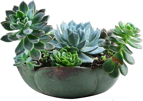 Miniatura 4 de NWFashion Decoración Maceta de cerámica de 10 pulgadas Plantador verde al aire libre interior plantación de flores suculentas