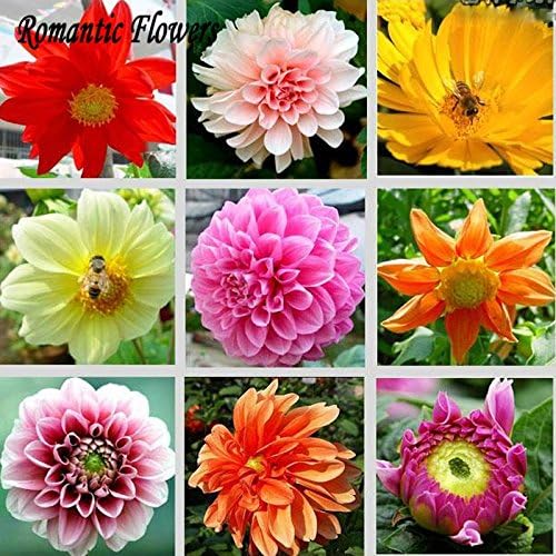 Amazon Co Jp 優れたジニア種子の推進 ガーデンホーム ガーデンフローレス屋内植物のためのレアfower種子50pcsの26種類 Diy 工具 ガーデン