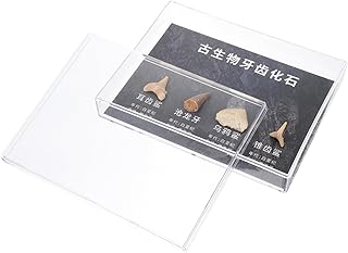 Mobestech 1 Caixa De Decoração De Pedra Natural De Amostra Amostra De Ensino Adorável Pedra Irregular Ornamento De Mesa Ornamento De Pedra Crânio E Ossos Meteorito Fóssil Ferramenta