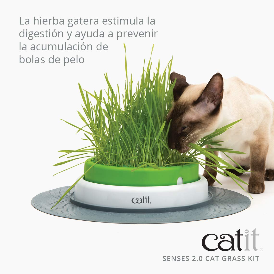 Cat Grass kit - 3 x Semillas y Vermiculita