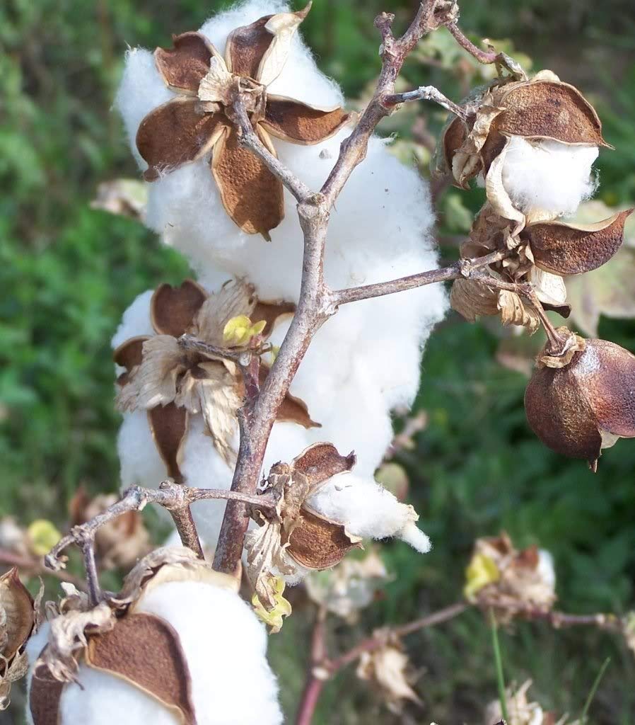 DNR AGENCIES, Cotton Gossypium Seed (White)- 25 Seeds (B07R1LCJDB) Amazon Price History, Amazon Price Tracker
