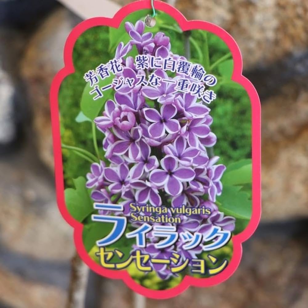 ライラック苗　確認用 楽天市場】ミシェルブッチャーライラックピンク系のライラック苗