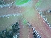 Review Image by Awesome Taste Awesome Taste