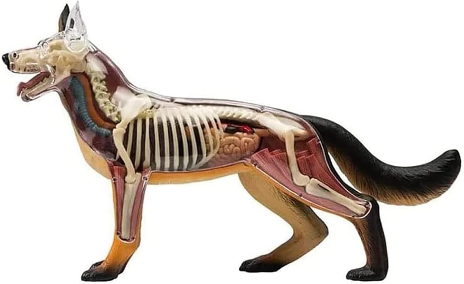 Model anatomii psa 4D z odłączaną biologią, 29 części do pokazu nauczania zwierząt i szkolenia weterynaryjnego
