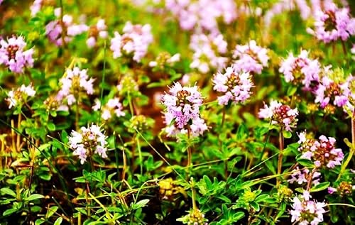 Miniatura 2 de Semillas de tomillo rastrero para plantar, mezcla de tomillo rastrero molido planta de cobertura perenne más de 1000 semillas