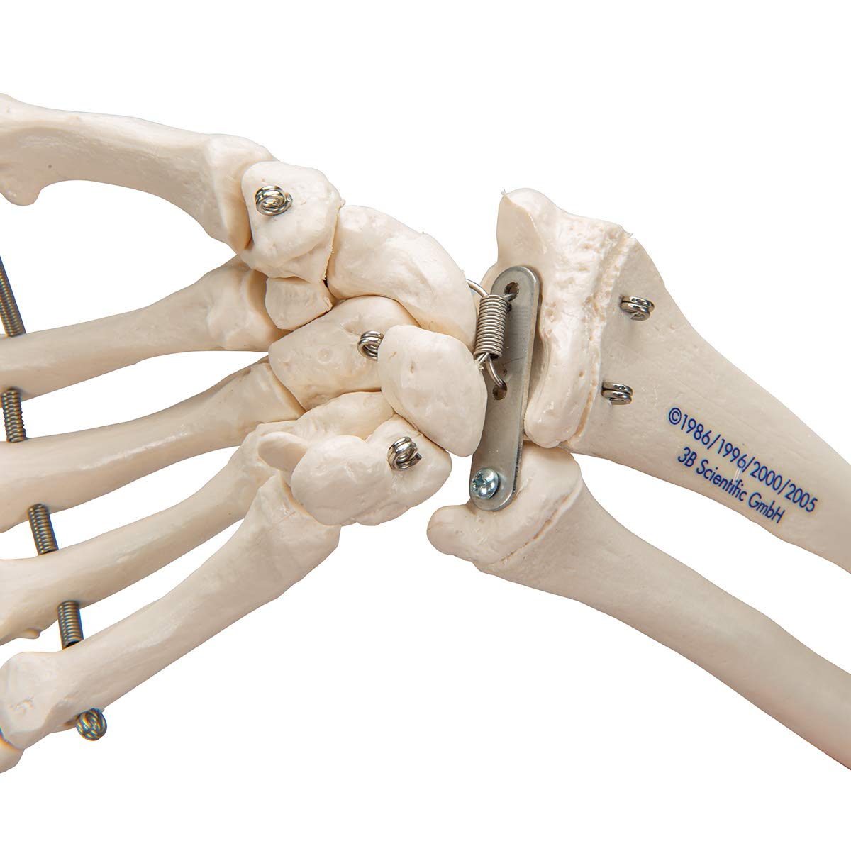 3B Scientific® Mano con Antebrazo – Modelo Anatómico Humano a Tamaño Real en Huesos sobre Alambre + Smart Anatomy App (Garantía de 5 Años)
