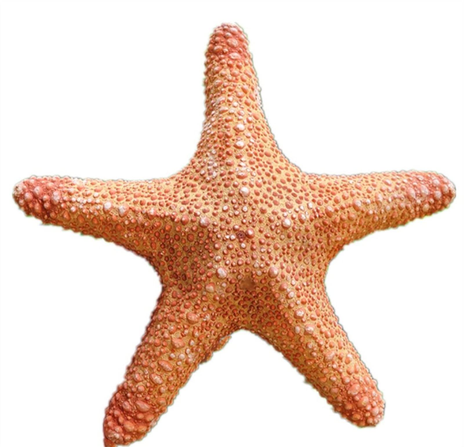 WERWER 1pc seastar aquarium home decor gift ornaments wedding collection sea shells philippines (Size : 20-22cm)