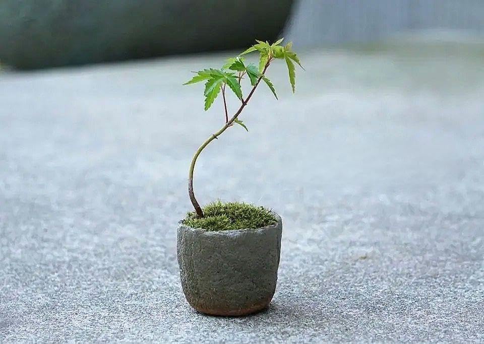 小盆栽、赤石五葉松、根上り 懸崖作り 葉状(バッグン) めだった