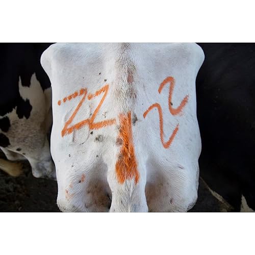 Miniatura 4 de All-Weather Paintstik 61022 - Marcador de ganado, altamente visible, pintura no tóxica para marcar piel de animales, ocultar, piel, húmeda y seca,