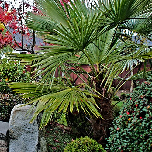 American Plant Exchange Windmill Palm – 4-Inch 3-Pack – Live Easy Care Tropical Outdoor Palm Tree, Cold-Hardy, Container-Friendly Plant for Patios, Landscapes & Garden Decor