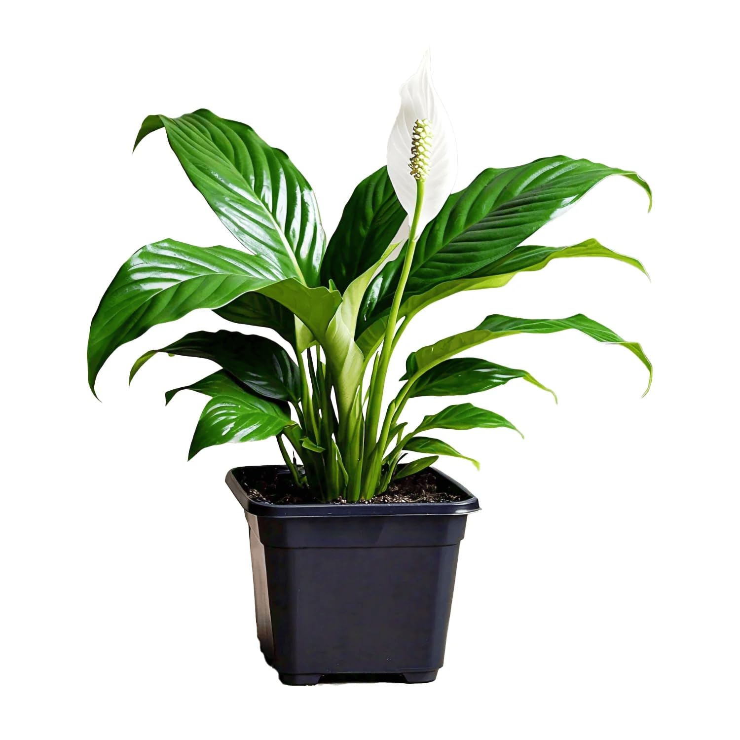 Live Peace Lily Plant | Indoor & Outdoor, For Home & Office, Air Purifying, Decorative, For Balcony, Terrace & Garden-picture-10