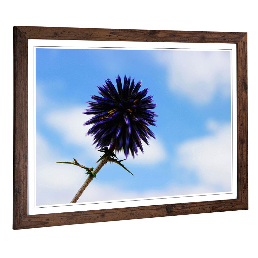 Big Box Art Framed Print of Purple Thistle Flower Design | Wall Art Picture | Home Decor for Kitchen, Living, Dining Room, Lounge, Bedroom, Hallway, Office, Walnut, A2 / 24.5x18 Inch / 62x45cm