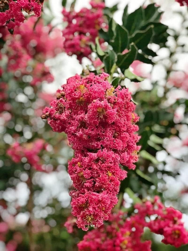 Crape Myrtle Tuscarora | 3 Live Plants | Lagerstroemia Indica | Fast Growing, Drought Tolerant, Summer Blooms, Vibrant Pink Flowers, Ornamental Tree, Low Maintenance, Ideal for Gardens