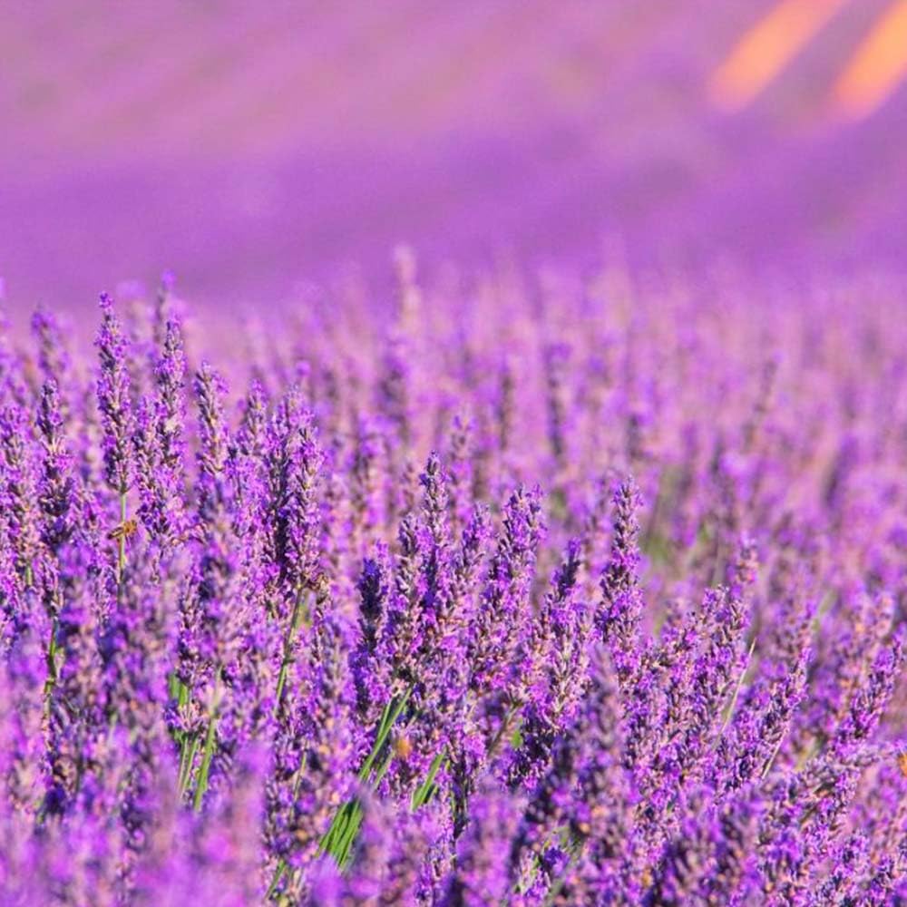Pack Ahorro Lámpara Catalítica Mosaico Dorado + Fragancia Aroma Lavender 500ml. Elimina malos olores e impurezas, perfuma y limpia.