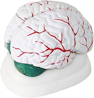 Study Model Educational Model Human Brain Anatomy Model Brain Model 3 Parts Detachable Human Brain Model Brain Department Heart,Medical Models SaiFei