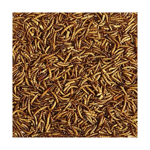 Kaytee Wild Bird Food Mealworms For Bluebirds, Wrens, Robins, Chickadees, Woodpeckers, Cardinals