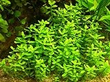 Aqua Plants 1 Manojo - Hedyotis Salzmannii - Plantas para acuarios