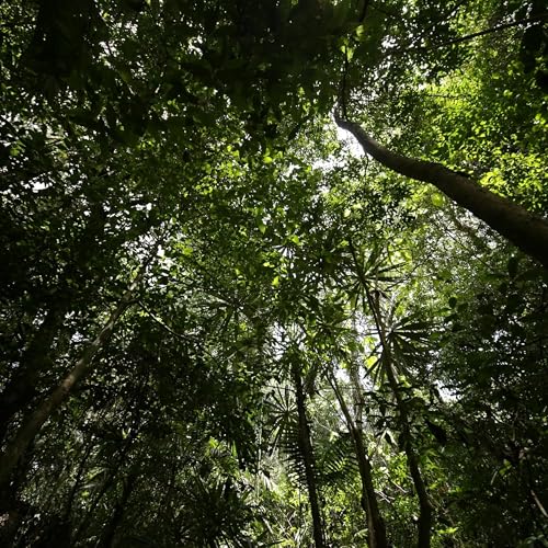 Acuerdan instalar mesas de trabajo para proteger Selva Maya