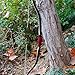 AF Archery Turkish Recurve Bow, 50