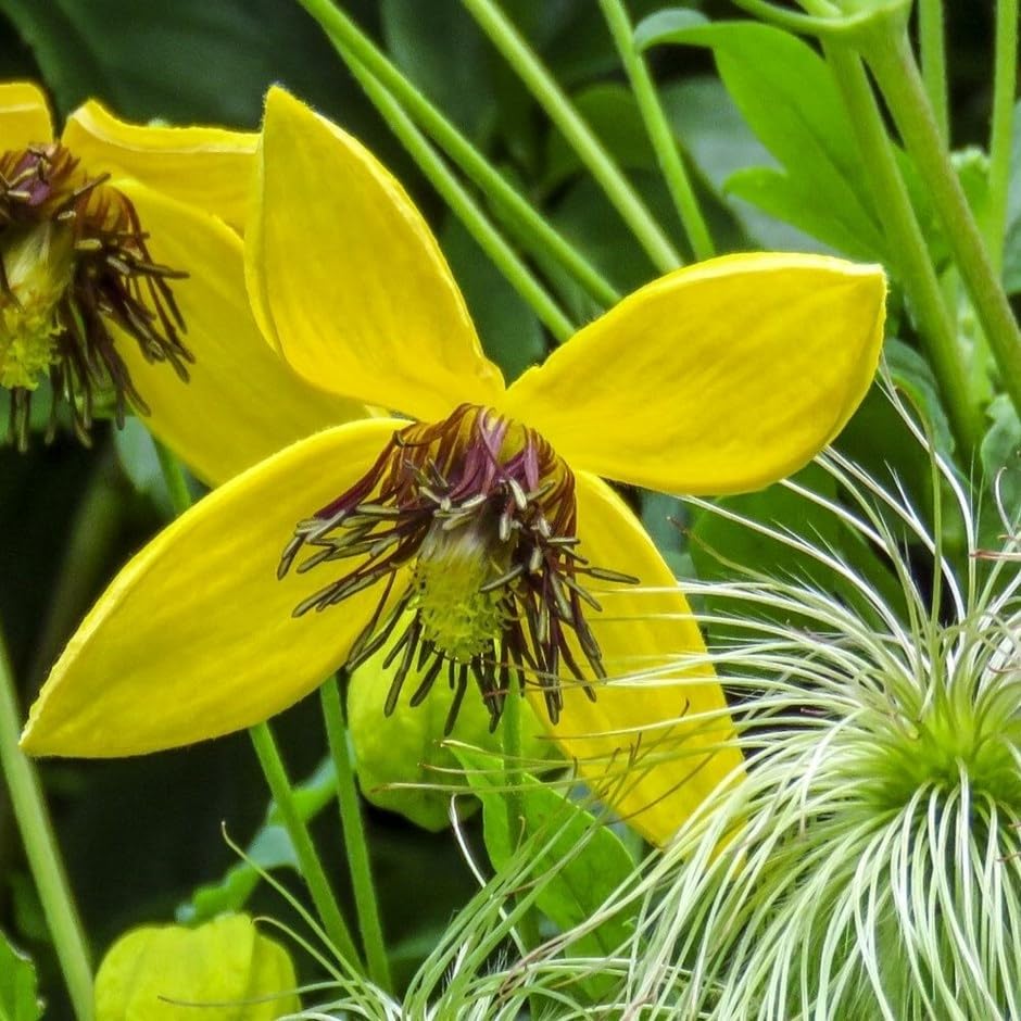 Plant Theory 60cm Cane Clematis Bill Mackenzie Yellow Flowering Vine Climbing Plant 3L Pot