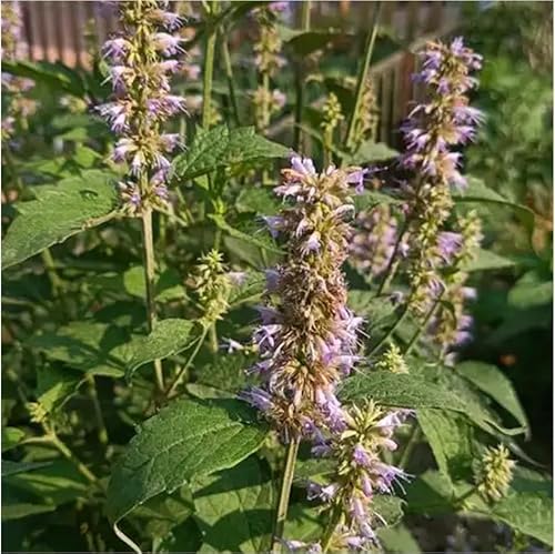 semillas de ortiga perfumadas, perennes resistentes Agastache foeniculum, jardín regalos para jardineros rocas resistentes 200pcs