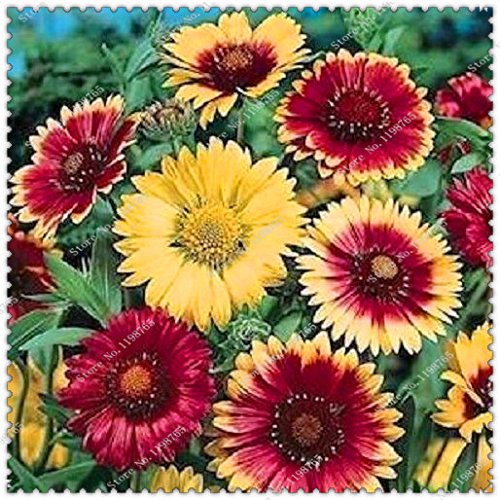 Creative Farmer Flower Seeds Gaillardia Aristata Tokajer Flower Seeds