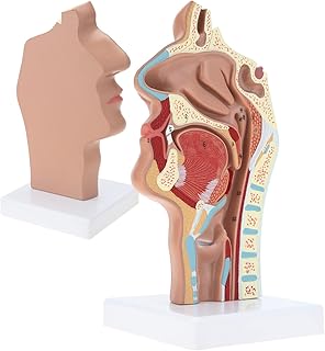 Human Nasal Cavity Throat Anatomy Medical Model Simulation Oral Cavity Anatomical Model & Scientific Pharynx Larynx Model for Science Education| School Teaching Display Model