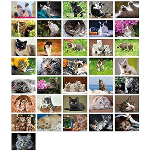 Clever Pool Cat Postcards Set of 36 Cover