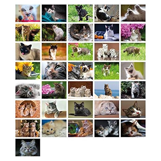 Clever Pool: 36 tarjetas postales imaginativas con diseños únicos de gatos | diseños y motivos seleccionados | Diversión coleccionable para jóvenes y mayores | Un juego de postcrossing para enamorarse