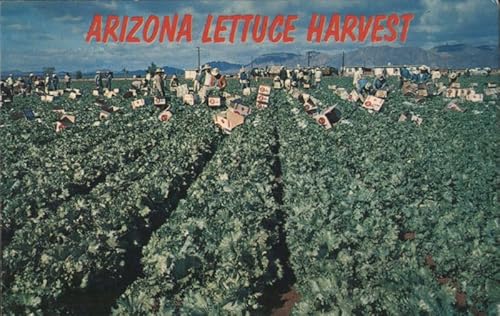 Arizona Lettuce Harvest Farming Original Antique Postcard