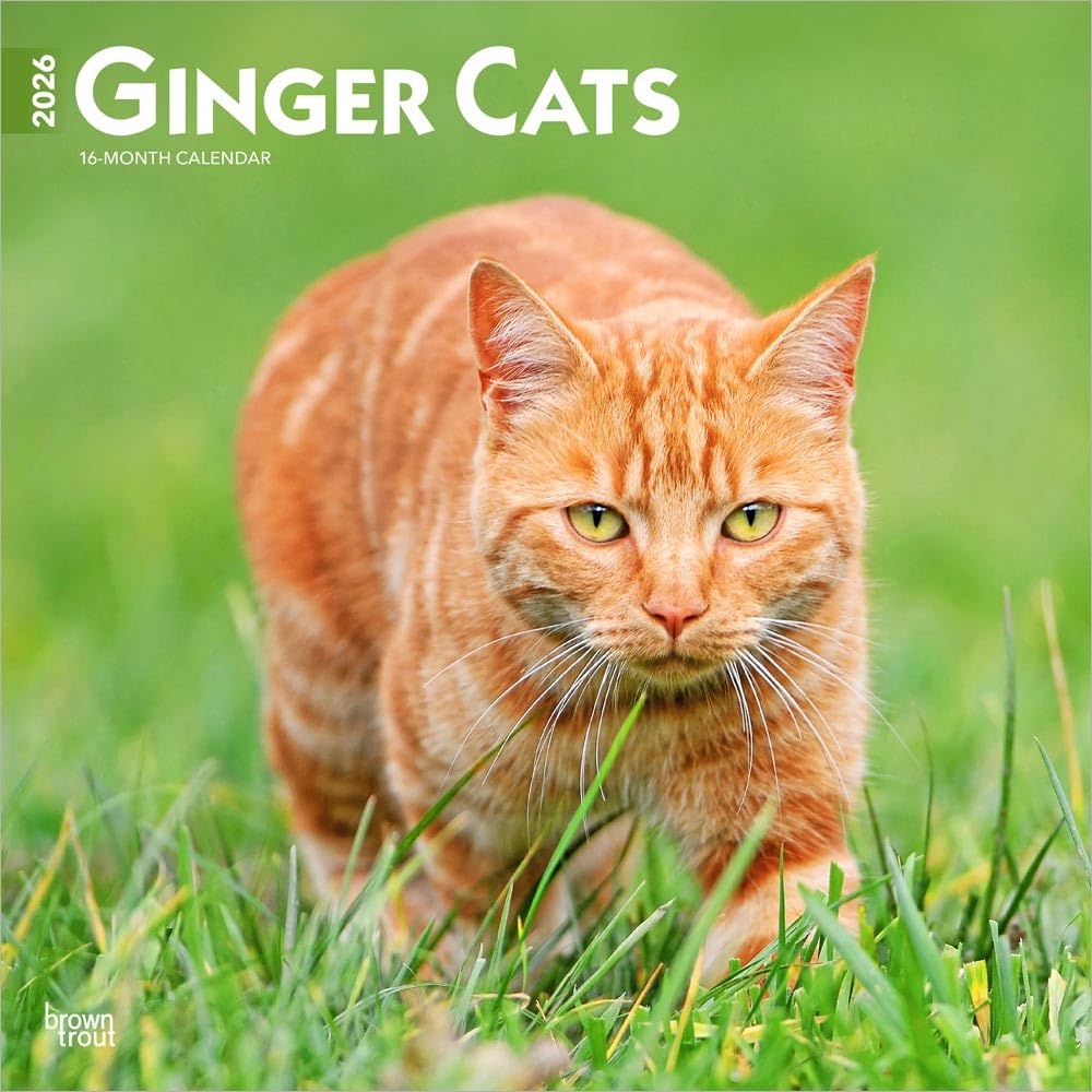 Ginger Cats | 2026 12 x 24 Inch (Hanging) Monthly Square Wall Calendar | Plastic-Free | BrownTrout | Animals Kittens Feline Pets