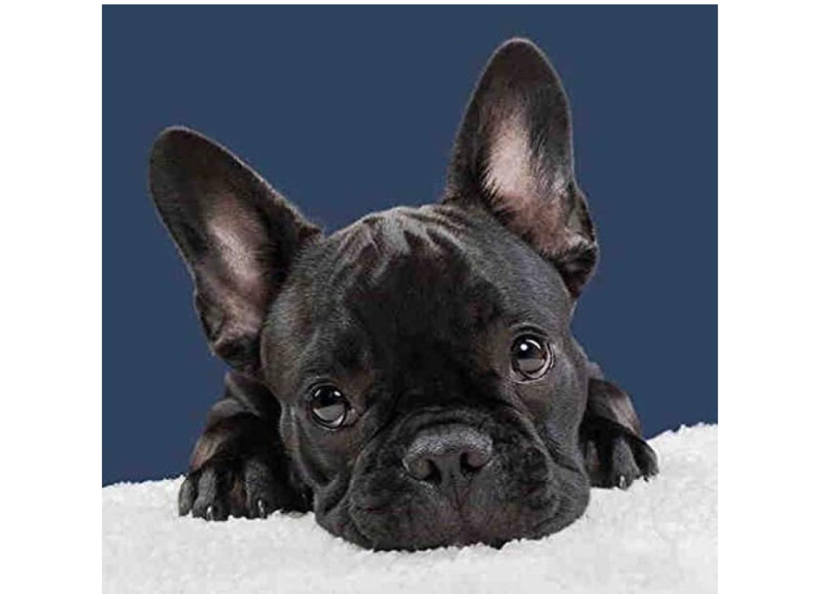 NPRZM 5D Diamond Painting,French Bulldog,Diamond Art Kits for Adults,Crystal Mosaic Craft Kits for Home Wall Decor 50x60CM