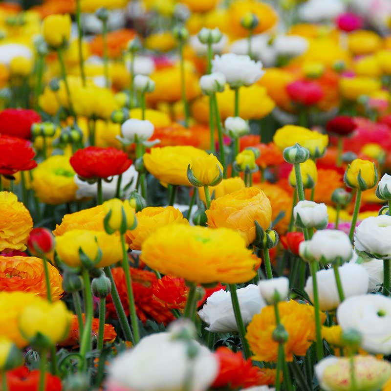 Mixed Buttercup Flower Bulbs 25 Pack