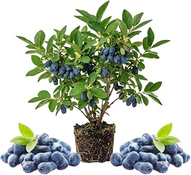 Blue Haskap Honeyberry Plant, Cold Hardy Berry Bush, 6-8 Inch Tall