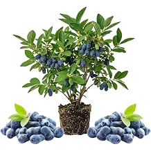 Blue Haskap Honeyberry Plant, Cold Hardy Berry Bush, 6-8 Inch Tall