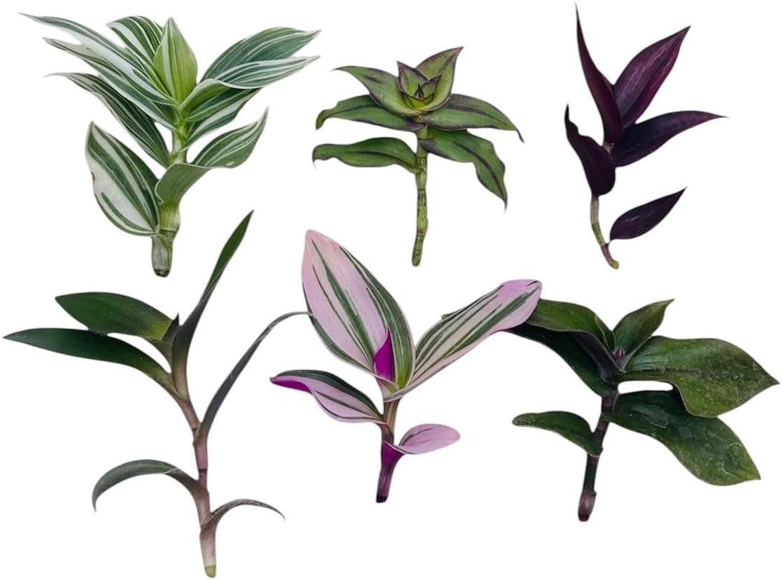 No Root Plant cuttings from USKC (15 Different Types Wandering Jew Leave cuttings #A)