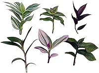 Vista 3 de Esquejes de plantas sin raíz de USKC (3 piezas Tradescantia Flumenisis 'Lavender' sin raíces)