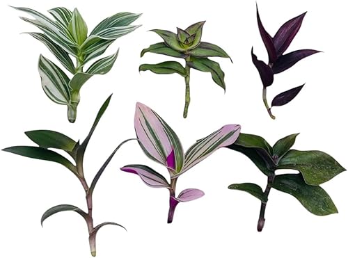 Miniatura 5 de FOLIAGEMS Esquejes de plantas sin raíz de USKC (3 piezas Tradescantia Flumenisis 'Lavender' sin esquejes de raíz)