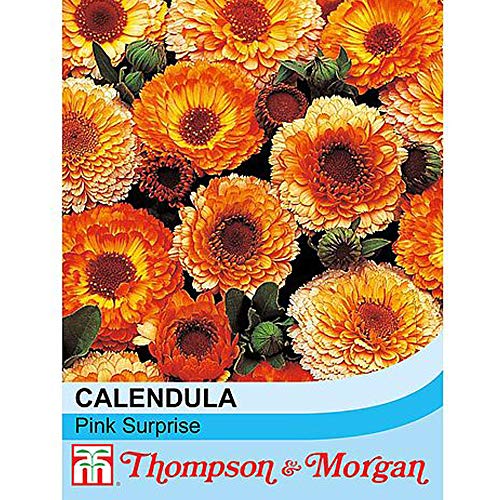 Calendula officinalis Seeds 'Pink Surprise' English Marigold Seeds Hardy Annual Summer Flowering Garden Plants Easy to Grow Your Own 1 Packet 100 Calendula Marigold Seeds by Thompson and Morgan