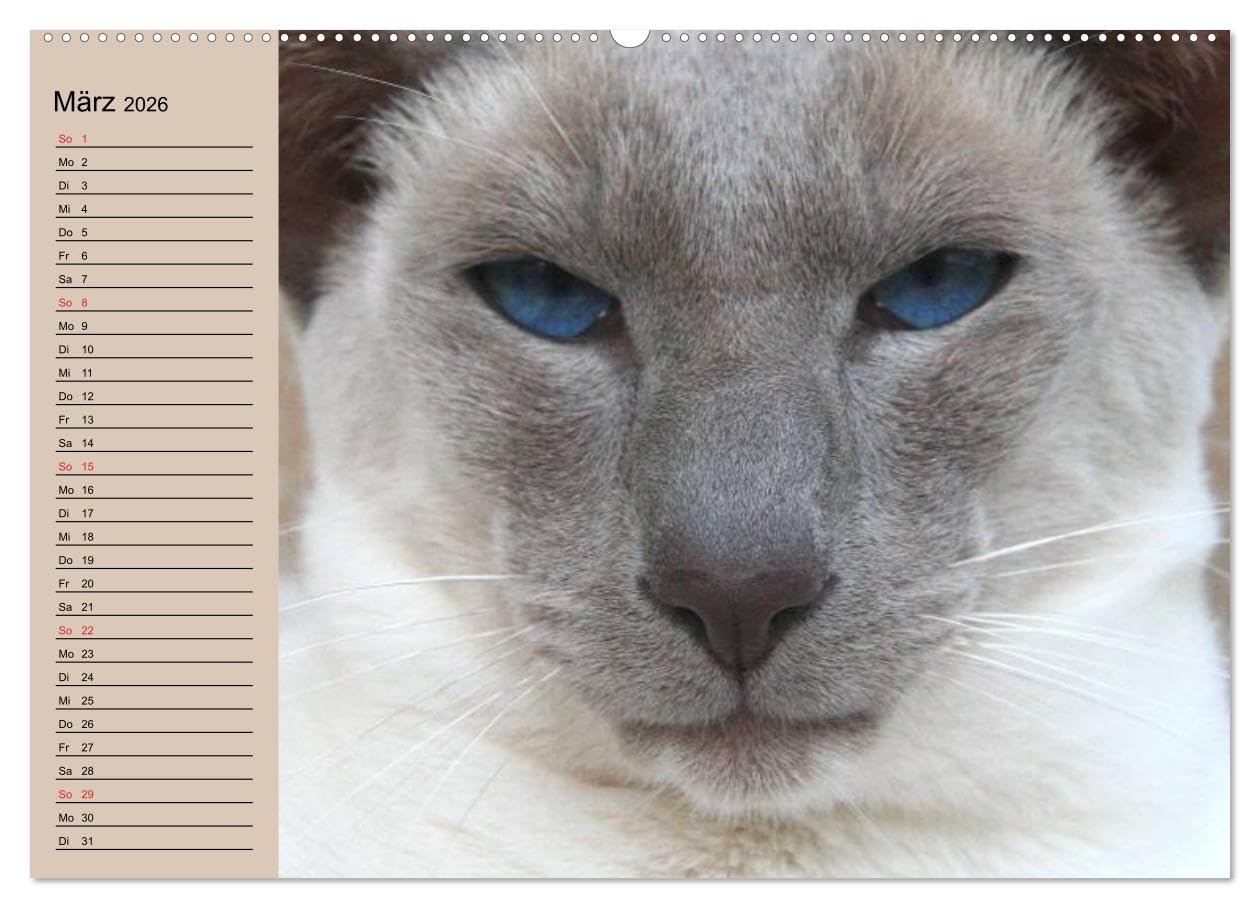 Siamkatzen - Kleiner Frechdachs mit Familie (Wandkalender 2026 DIN A2 quer), CALVENDO Monatskalender: Siamkätzchen `Moneypenny` mit der gesamten Katzenfamilie (CALVENDO Tiere)